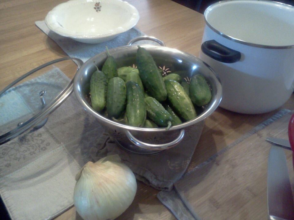 cucumbers waiting to be pickles 08-24-2013