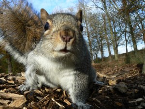 grey squirrel close up  © Neil Phillips 2007