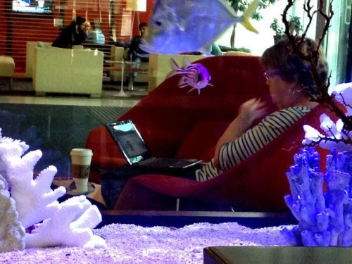 Me working in a starbucks, through the fishbowl, copyright Dan Riffero 2013