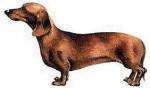 dachshund.04