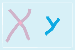 x - y chromosomes