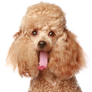 Apricot poodle puppy portrait. Isolated on a white background (studio shoot), via Google Images