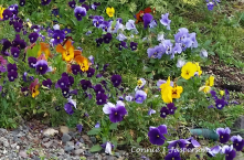 Free-Range Pansies photo credit cjjap copy