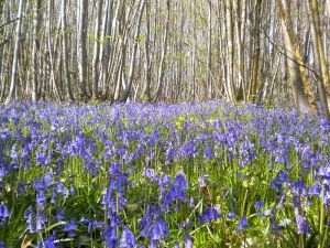 800px-Flexham_coppice_bluebells