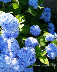 Hydrangea_cropped_July_11_2017_copyright_cjjasperson_2017 copy
