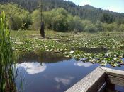 McLaine_Pond_In_July_©_2018_ConnieJJapserson