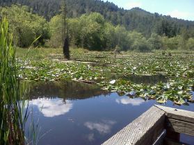 McLaine_Pond_In_July_©_2018_ConnieJJapserson