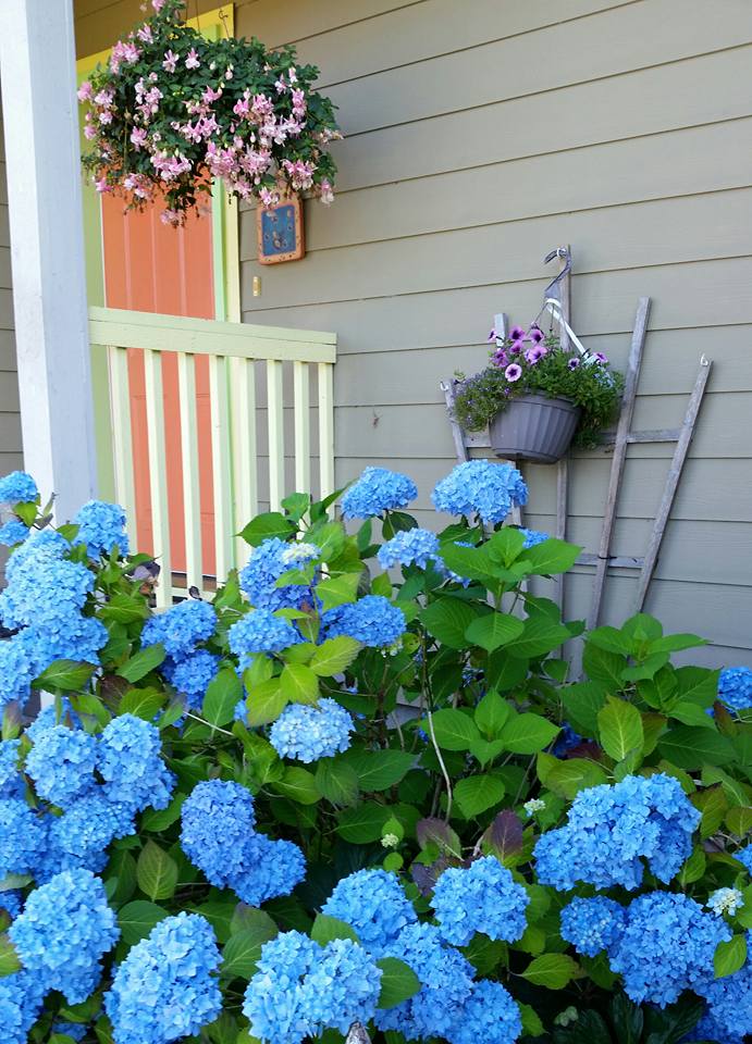 Orange_Door_with_Hydrangeas_©_Connie_Jasperson_2019