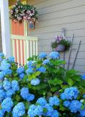 Orange_Door_with_Hydrangeas_©_Connie_Jasperson_2019