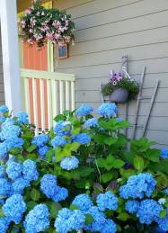 Orange_Door_with_Hydrangeas_©_Connie_Jasperson_2019