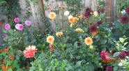 Clementines_Astoria_Dahlia_Garden2019