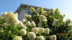 Clementines_Astoria_White_Hydrangea2019