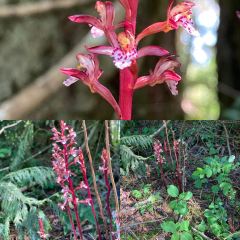 CoralRootEKR06042021LIRFjpg