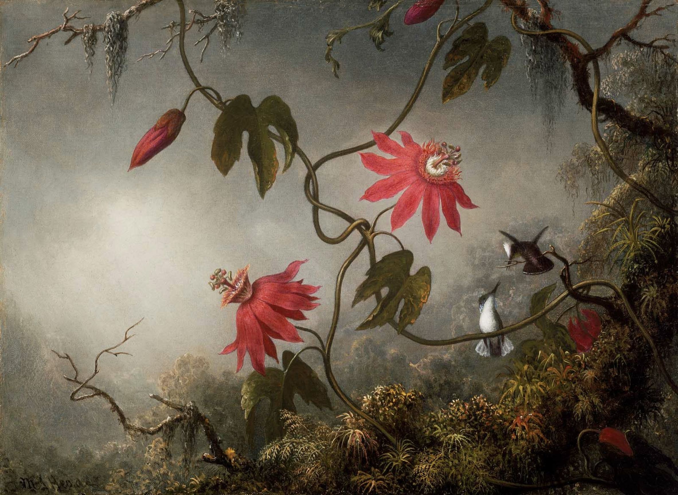 MJ_Heade_Passion_Flowers_and_Hummingbirds