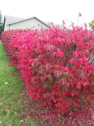 euonymous burning bush