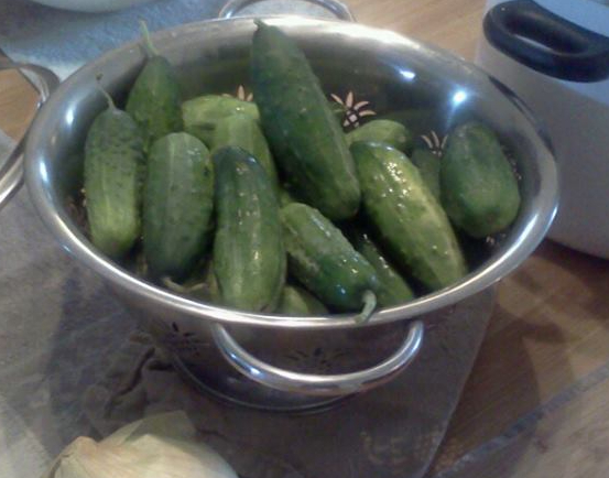 Cucumbers waiting to become pickles
