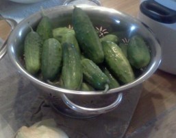 Cucumbers waiting to become pickles