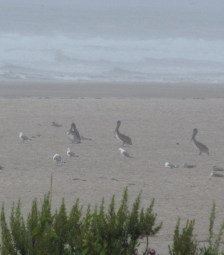 pelicans-seagulls-Cannon-Beach August 20, 2021