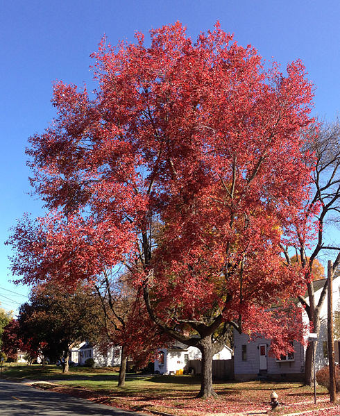 490px-2014-10-30_11_09_40_Red_Maple_during_autumn_on_Lower_Ferry_Road_in_Ewing,_New_Jersey
