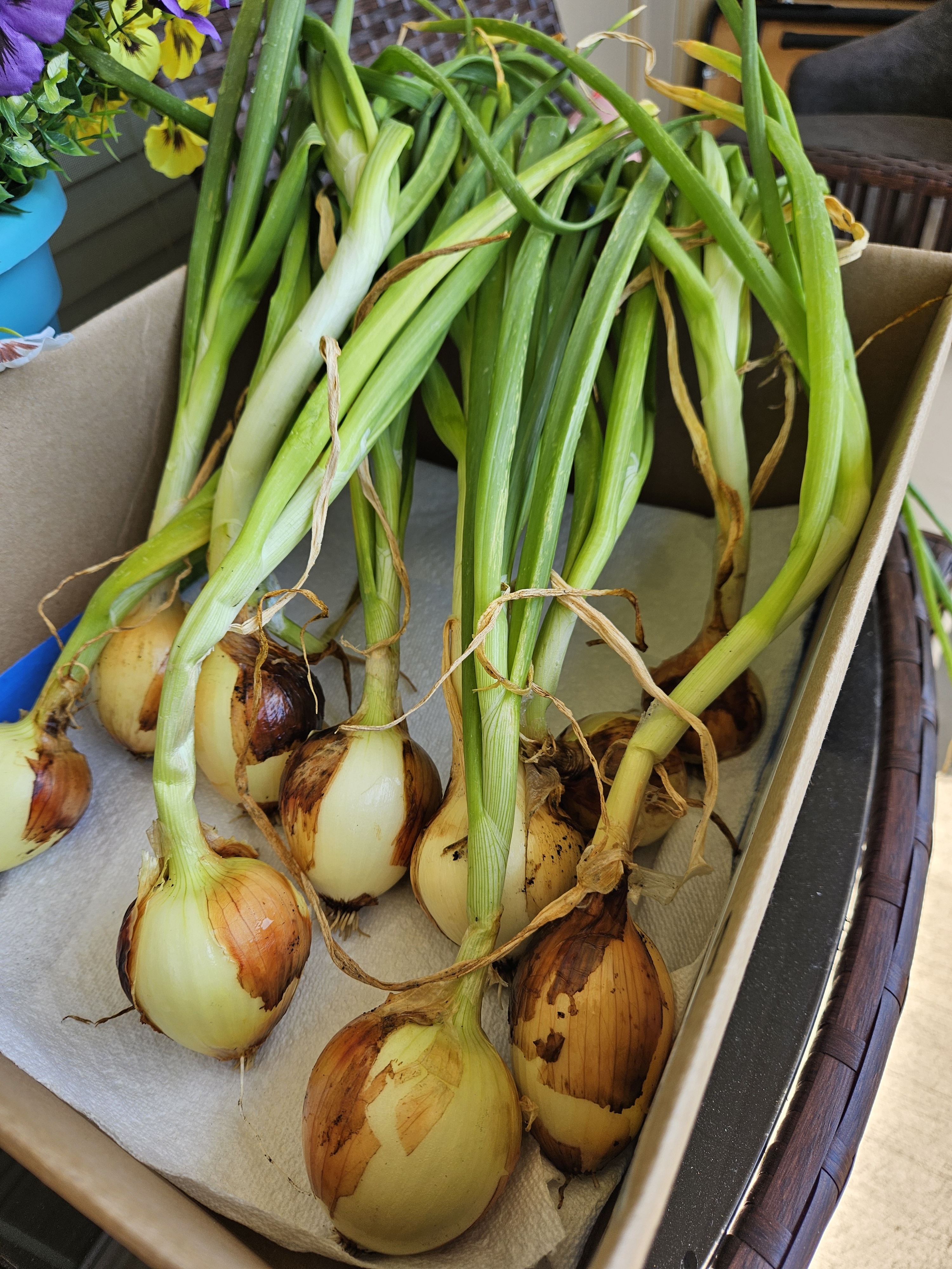 walla walla onions